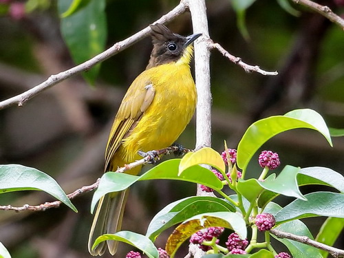 Bornean Bulbul