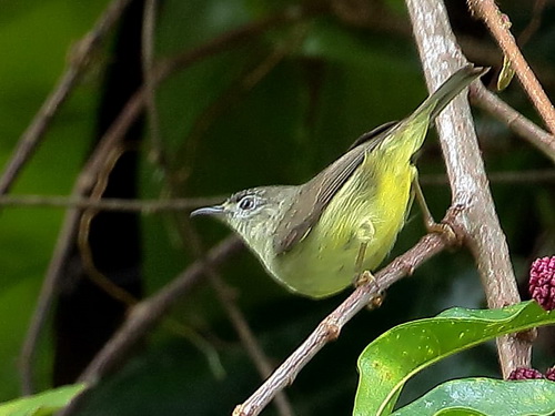 Pygmy Heleia