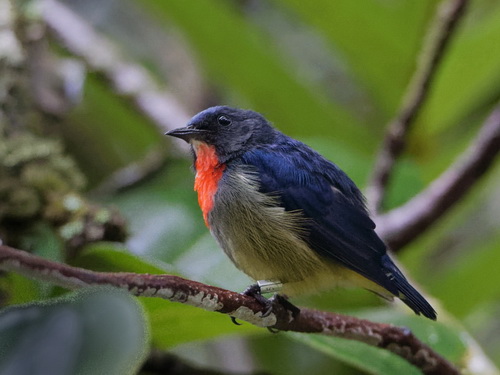 Bornean Flowerpecker