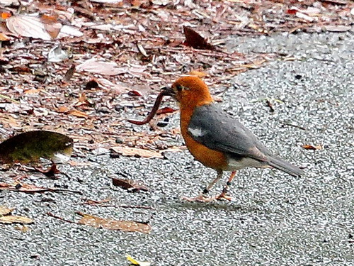 Orange-headed Thrush