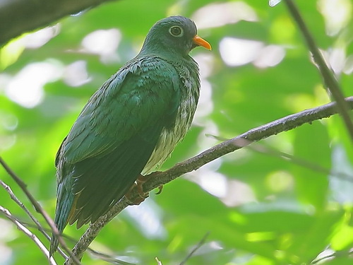 Jambu Fruit Dove 
