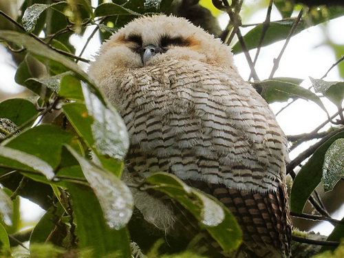 Brown Wood Owl