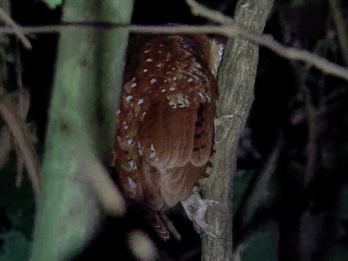 Oriental Bay Owl