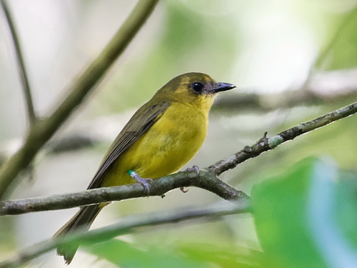 Bornean Whistler