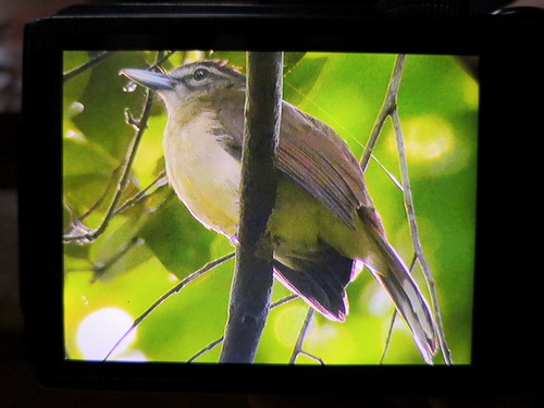 Hook-billed Bulbul