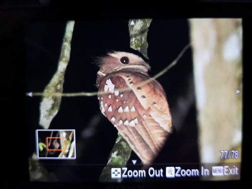 Dulit Frogmouth
