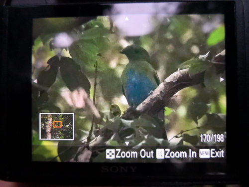 Hose's Broadbill