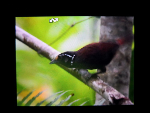 White-necked Babbler
