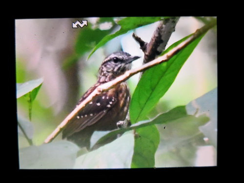 Eyebrowed Wren-babbler