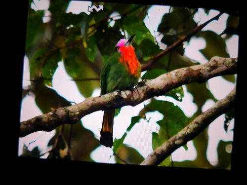 Red-bearded Bee-eater