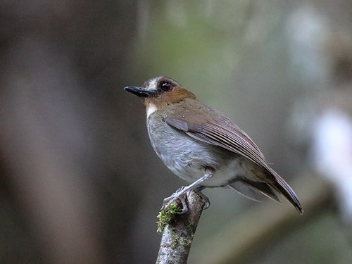 Eyebrowed Jungle Flycatcher