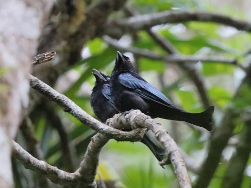 Bornean Spangled Drongo