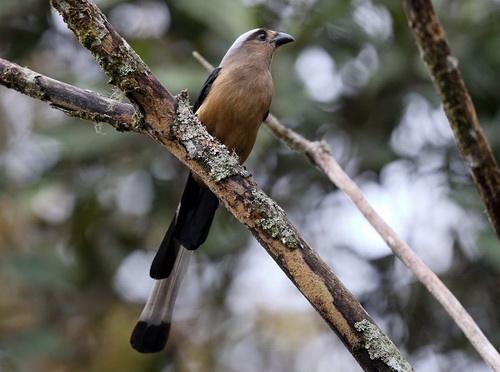 Bornean Treepie