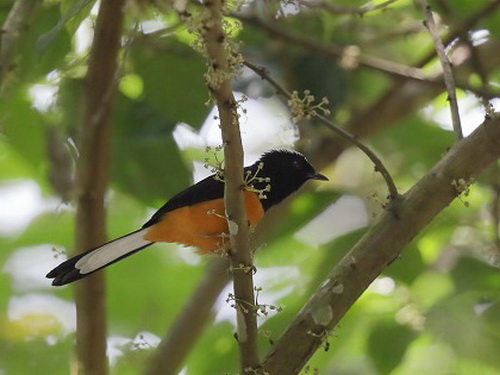 White-crowned Shama