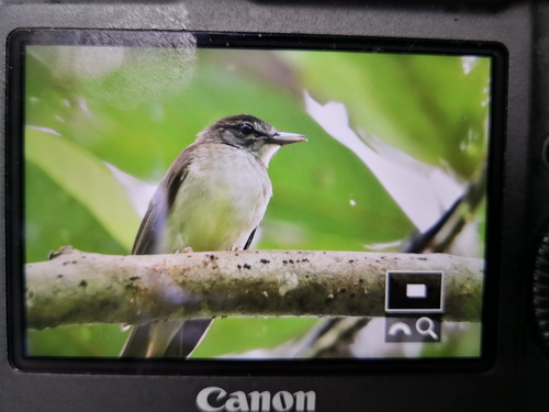 Hook-billed Bulbul