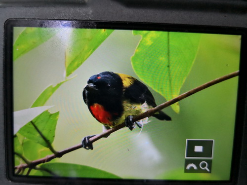 Scarlet-breasted Flowerpecker