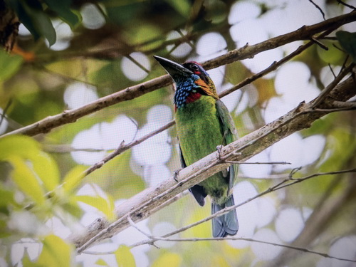 Red-crowned Barbet