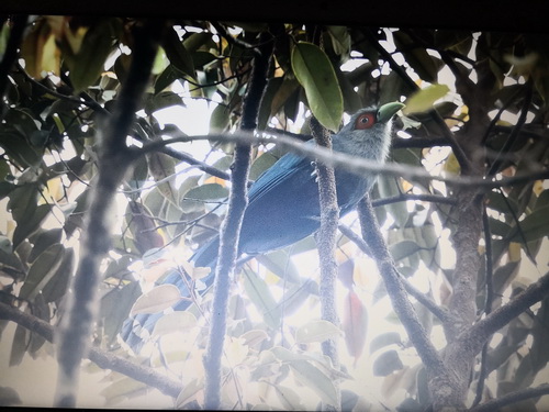 Chestnut-bellied Malkoha