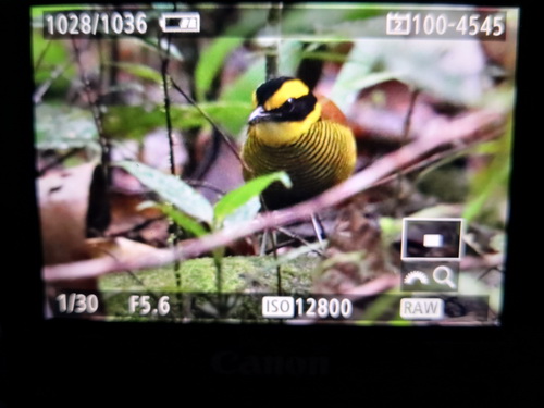 Bornean Banded Pitta