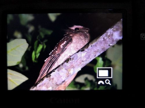 Dulit Frogmouth