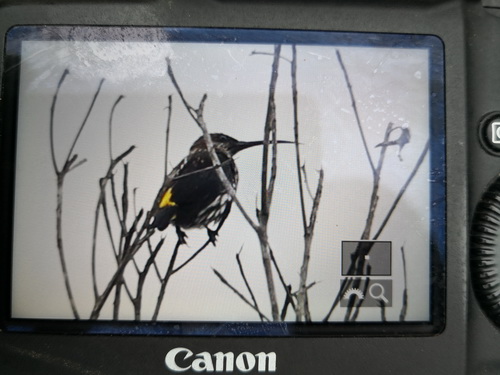 Whitehead's Spiderhunter