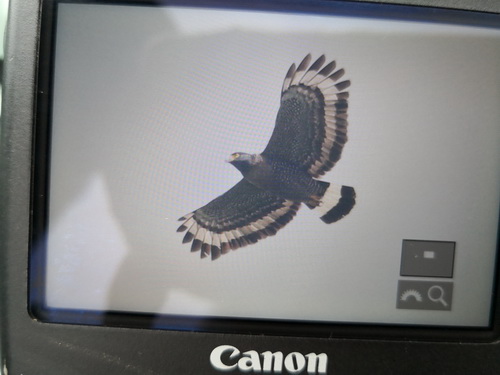 Mountain Serpent Eagle
