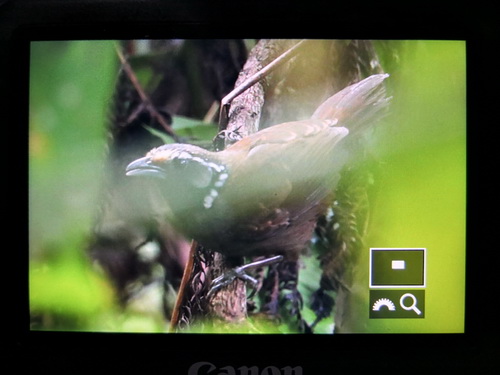 White-necked Babbler