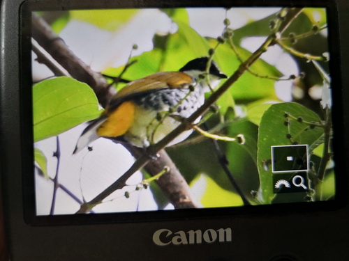 Scaly-breasted Bulbul