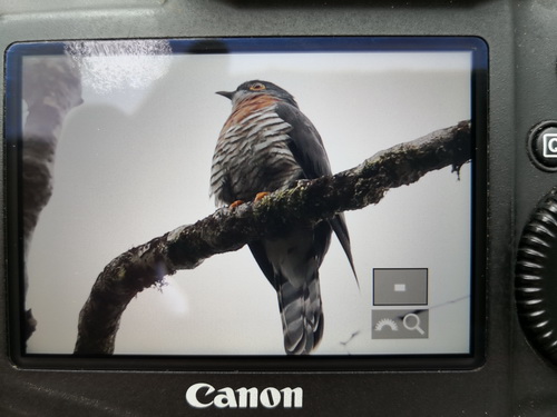 Bock's Hawk Cuckoo