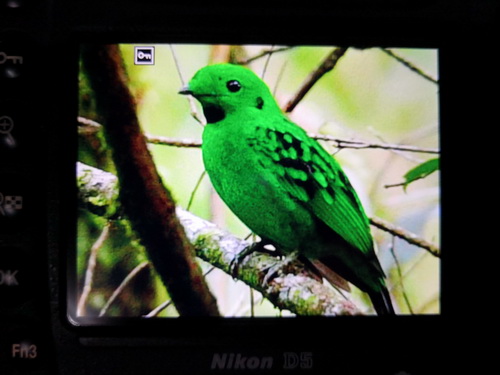 Whitehead's Broadbill