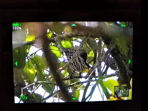 Whitehead's Spiderhunter