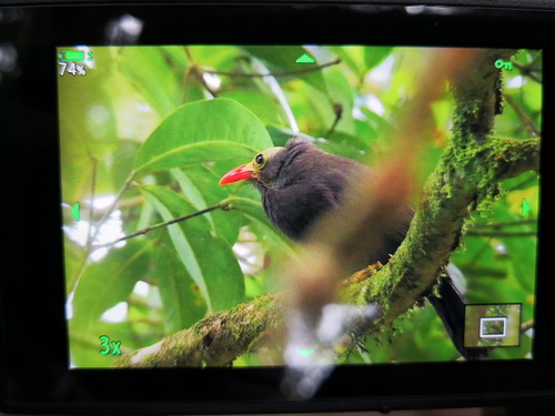 Bare-headed Laughingthrush