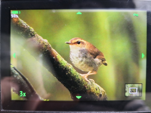 Bornean Stubtail