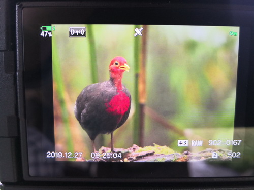 Crimson-headed Partridge
