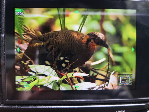 Red-breasted Partridge
