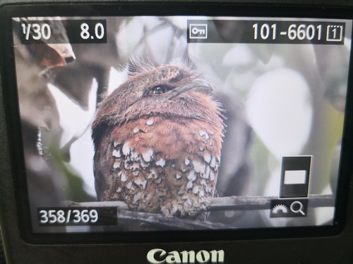 Sunda Frogmouth