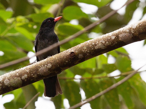 Black Oriole
