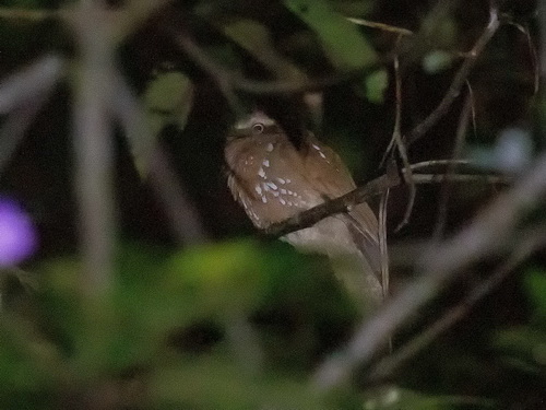 Bornean Frogmouth