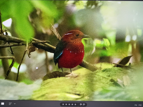 Blue-banded Pitta