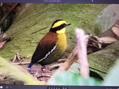 Bornean Banded Pitta