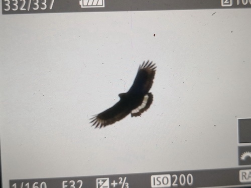 Mountain Serpent Eagle