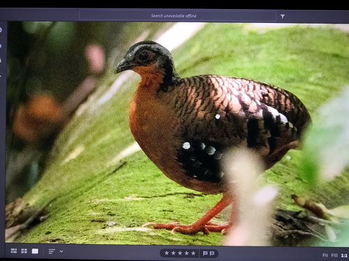 Red-breasted Partridge