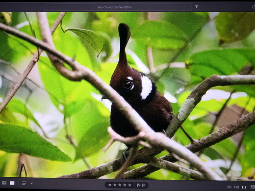 Crested Shrikejay