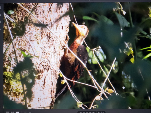 Orange-backed Woodpecker