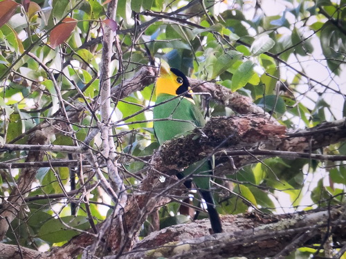 Long-tailed Broadbill