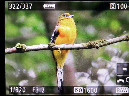 Orange-breasted Trogon