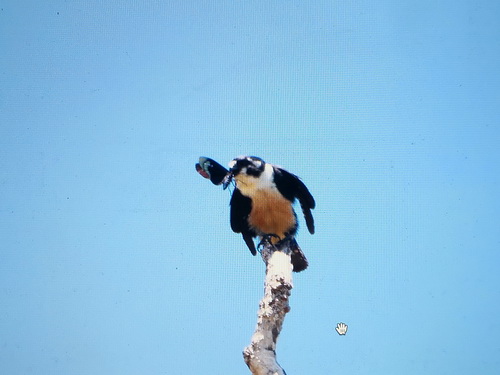 Black-thighed Falconet