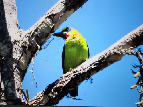 Red-throated Barbet