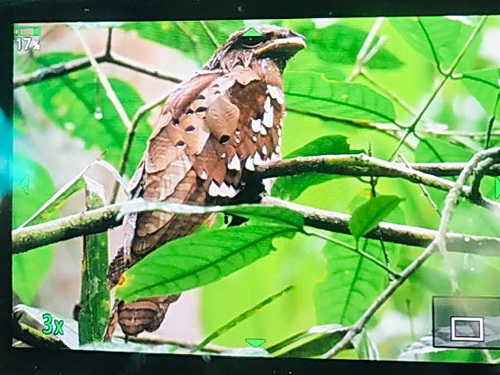 Dulit Frogmouth