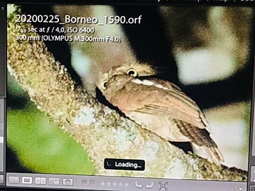 Bornean Frogmouth